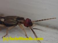 /home//u458753944/public_html/sourcegallery//////Insects and small critters/earwigs (Dermaptera)/P4260005.JPG